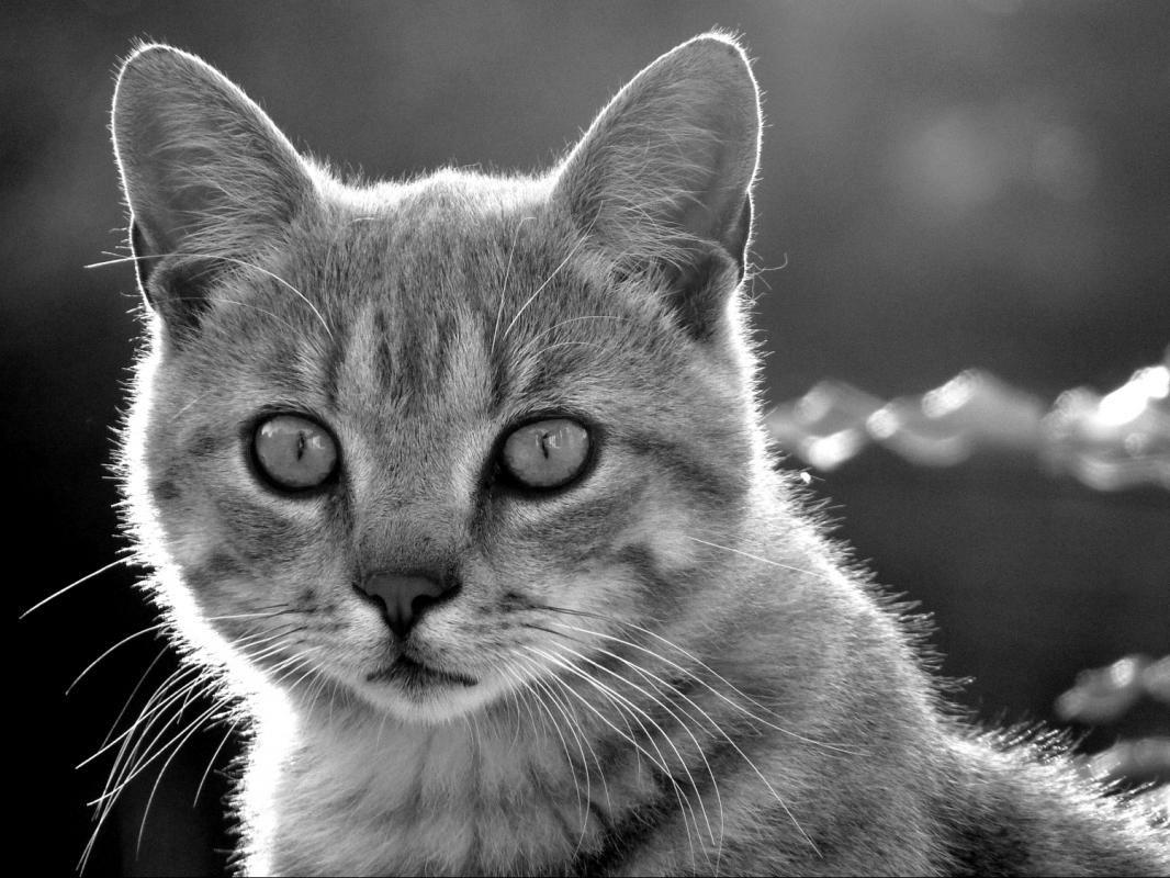 Book de clic-clac