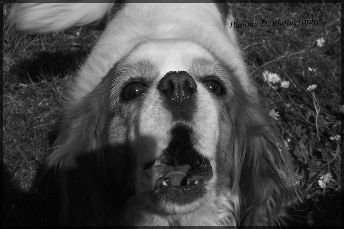 Book de pauline-d-photography