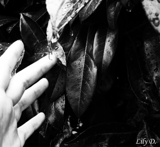 Book de lilydi